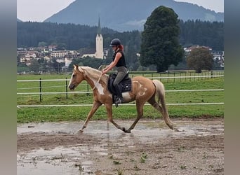 Cruzado, Wallach, 10 Jahre, 155 cm, Overo-alle-Farben