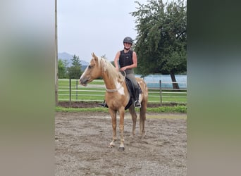 Cruzado, Wallach, 10 Jahre, 155 cm, Overo-alle-Farben