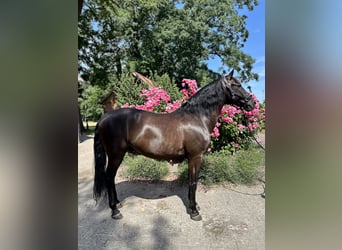 Cruzado, Wallach, 10 Jahre, 156 cm, Rappe