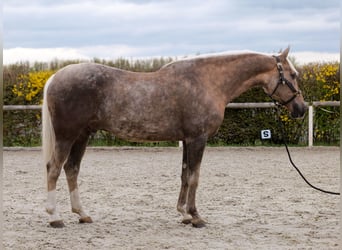Cruzado, Wallach, 10 Jahre, 157 cm, Palomino