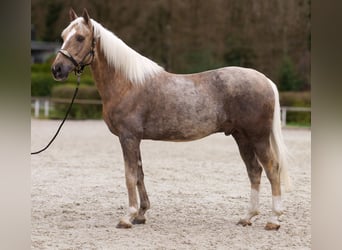 Cruzado, Wallach, 10 Jahre, 157 cm, Palomino