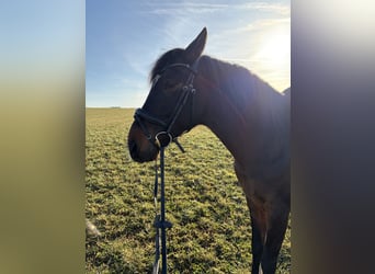 Cruzado, Wallach, 10 Jahre, 160 cm, Brauner