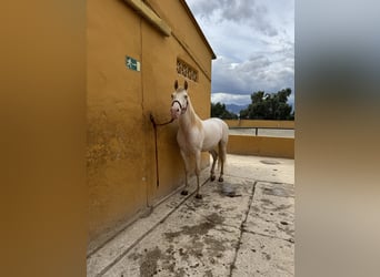 Cruzado, Wallach, 10 Jahre, 165 cm, White