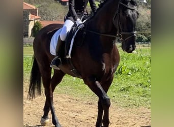 Cruzado, Wallach, 10 Jahre, 167 cm