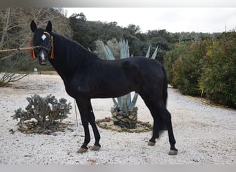 Cruzado, Wallach, 11 Jahre, 148 cm, Rappe
