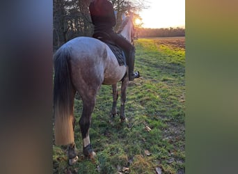 Cruzado Mix, Wallach, 11 Jahre, 150 cm, Kann Schimmel werden