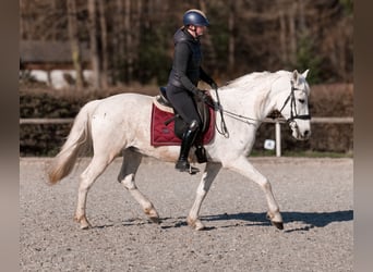 Cruzado, Wallach, 11 Jahre, 153 cm