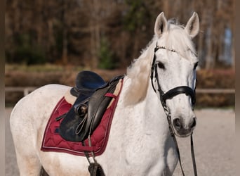 Cruzado, Wallach, 11 Jahre, 153 cm