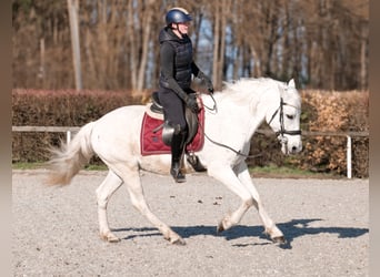 Cruzado, Wallach, 11 Jahre, 153 cm