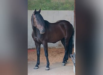 Cruzado, Wallach, 11 Jahre, 153 cm, Rappe