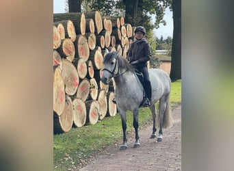 Cruzado, Wallach, 11 Jahre, 154 cm, Rappschimmel