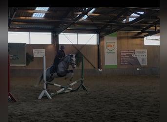 Cruzado, Wallach, 11 Jahre, 154 cm, Rappschimmel