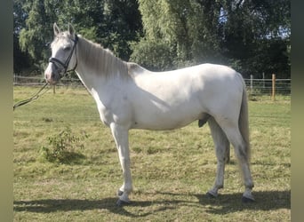 Cruzado, Wallach, 11 Jahre, 155 cm, Schimmel