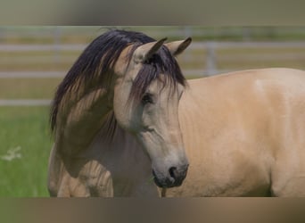 Cruzado, Wallach, 11 Jahre, 157 cm, Falbe