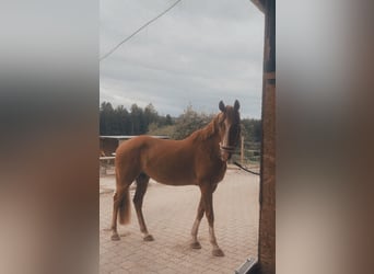 Cruzado, Wallach, 11 Jahre, 160 cm, Fuchs