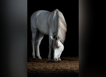 Cruzado, Wallach, 11 Jahre, 160 cm, Schimmel