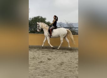 Cruzado, Wallach, 11 Jahre, 162 cm, Palomino