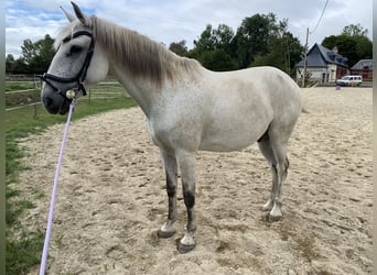 Cruzado, Wallach, 11 Jahre, 166 cm, Fliegenschimmel