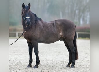Cruzado, Wallach, 12 Jahre, 158 cm, Dunkelbrauner