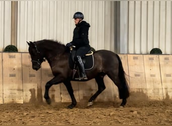 Cruzado, Wallach, 12 Jahre, 158 cm, Dunkelbrauner