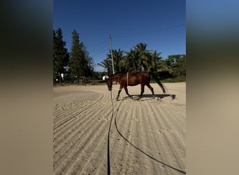 Cruzado, Wallach, 12 Jahre, 160 cm, Brauner