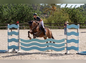 Cruzado Mix, Wallach, 12 Jahre, 160 cm, Hellbrauner