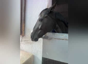 Cruzado, Wallach, 13 Jahre, 147 cm, Rappe