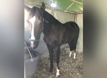 Cruzado, Wallach, 13 Jahre, 147 cm, Rappe