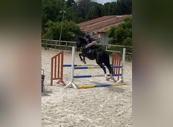Cruzado, Wallach, 13 Jahre, 147 cm, Rappe