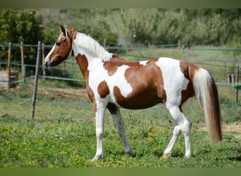 Cruzado, Wallach, 13 Jahre, 148 cm, Schecke