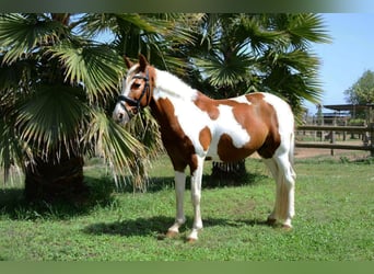 Cruzado, Wallach, 13 Jahre, 148 cm, Schecke