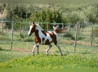 Cruzado, Wallach, 13 Jahre, 148 cm, Schecke