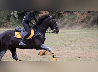 Cruzado, Wallach, 13 Jahre, 149 cm, Rappe