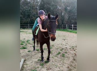 Cruzado, Wallach, 13 Jahre, 157 cm, Dunkelbrauner