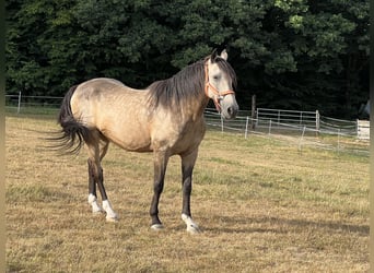 Cruzado, Wallach, 14 Jahre, 158 cm, Buckskin