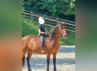 Cruzado, Wallach, 14 Jahre, 160 cm, Brauner