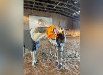 Cruzado, Wallach, 14 Jahre, 163 cm, Schimmel