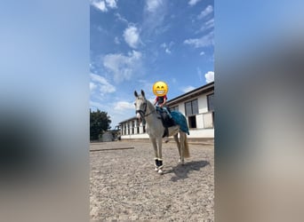 Cruzado, Wallach, 14 Jahre, 163 cm, Schimmel