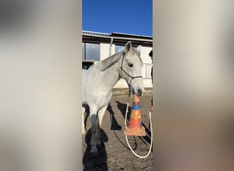 Cruzado, Wallach, 14 Jahre, 163 cm, Schimmel