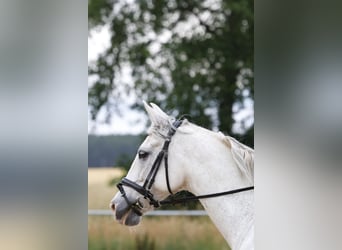 Cruzado, Wallach, 14 Jahre, 163 cm, Schimmel