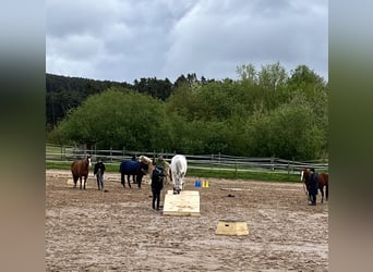 Cruzado, Wallach, 14 Jahre, 163 cm, Schimmel