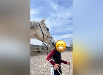 Cruzado, Wallach, 14 Jahre, 163 cm, Schimmel
