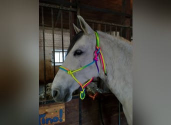 Cruzado, Wallach, 15 Jahre, 143 cm, Apfelschimmel
