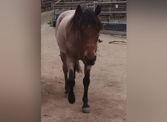 Cruzado, Wallach, 15 Jahre, 153 cm, Roan-Bay