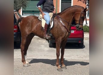Cruzado, Wallach, 15 Jahre, 167 cm, Fuchs