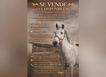 Cruzado, Wallach, 15 Jahre, 168 cm, Schimmel