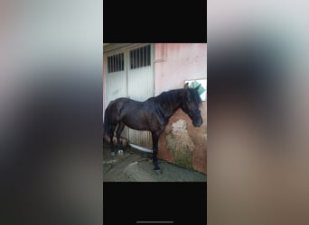 Cruzado Mix, Wallach, 15 Jahre, Dunkelbrauner