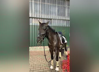 Cruzado Mix, Wallach, 16 Jahre, 155 cm, Rappe
