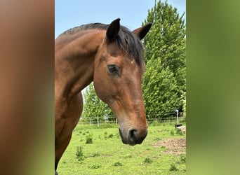 Cruzado, Wallach, 17 Jahre, 160 cm, Brauner