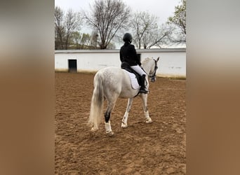 Cruzado, Wallach, 17 Jahre, 160 cm, Fliegenschimmel